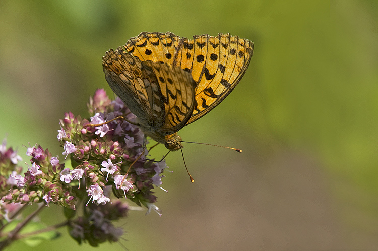 Fabriciana adippe